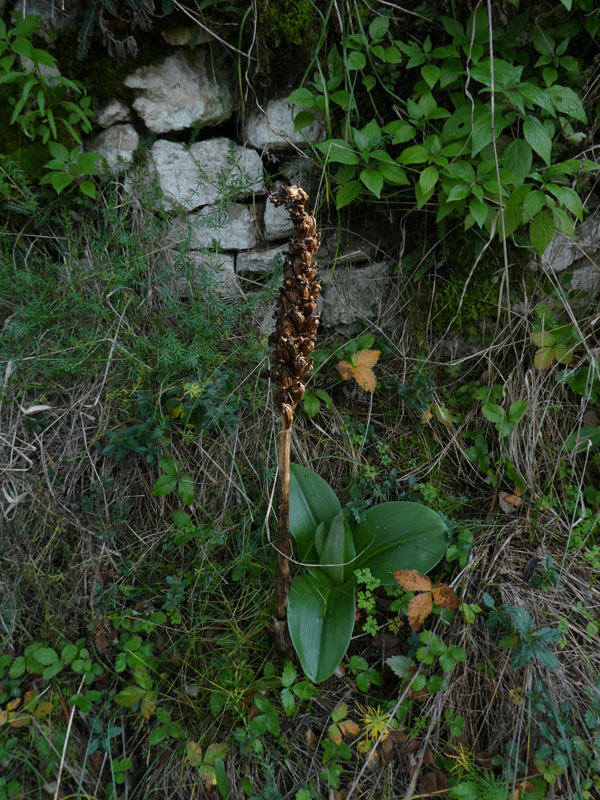 Barlia robertiana - Lago di Garda (VR)